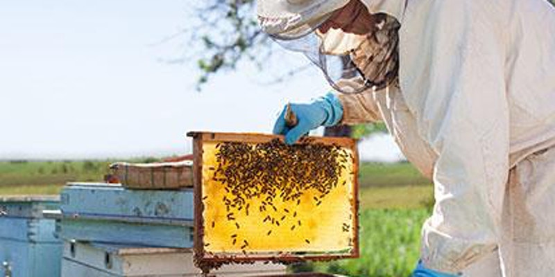 A beekeeper tends to the hive.