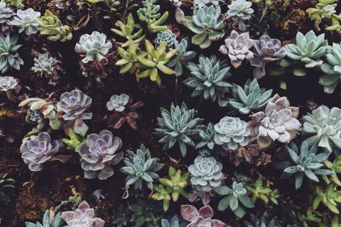 Succulentz