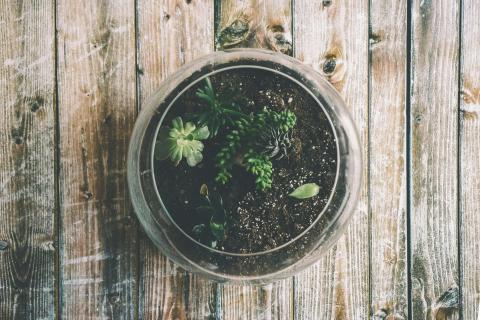 Terrariums