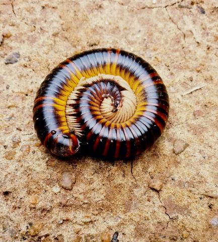 Millipede