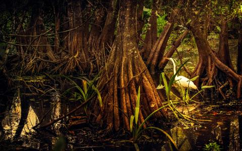 Mangrove forest