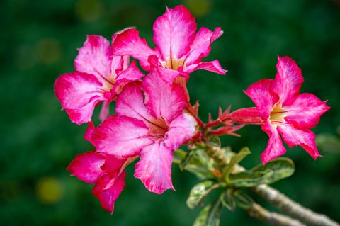 desert rose