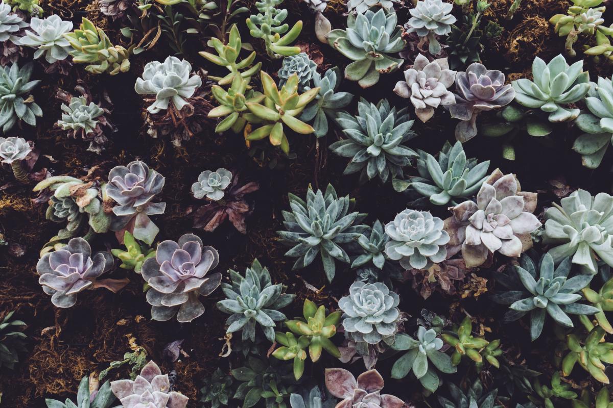 Succulentz