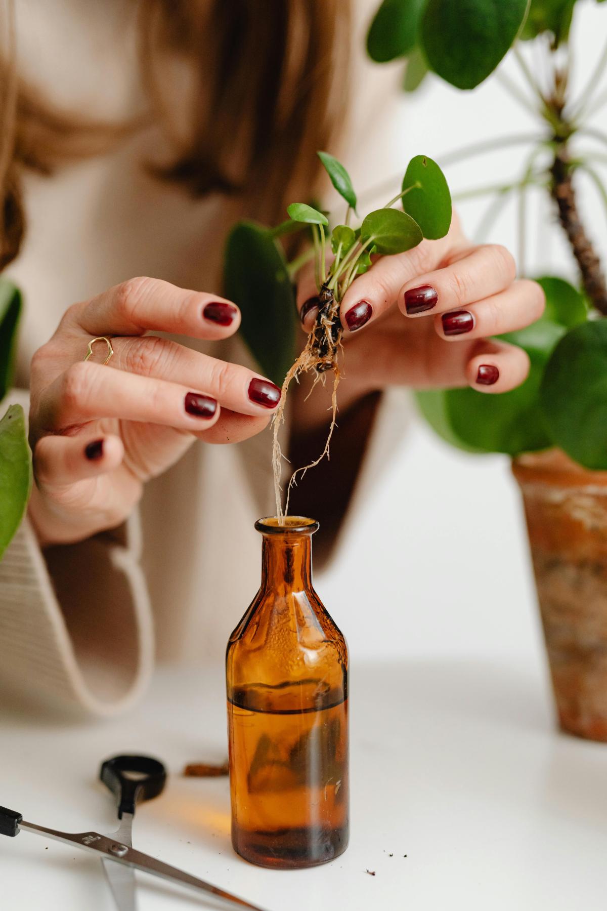 Plant in a vase