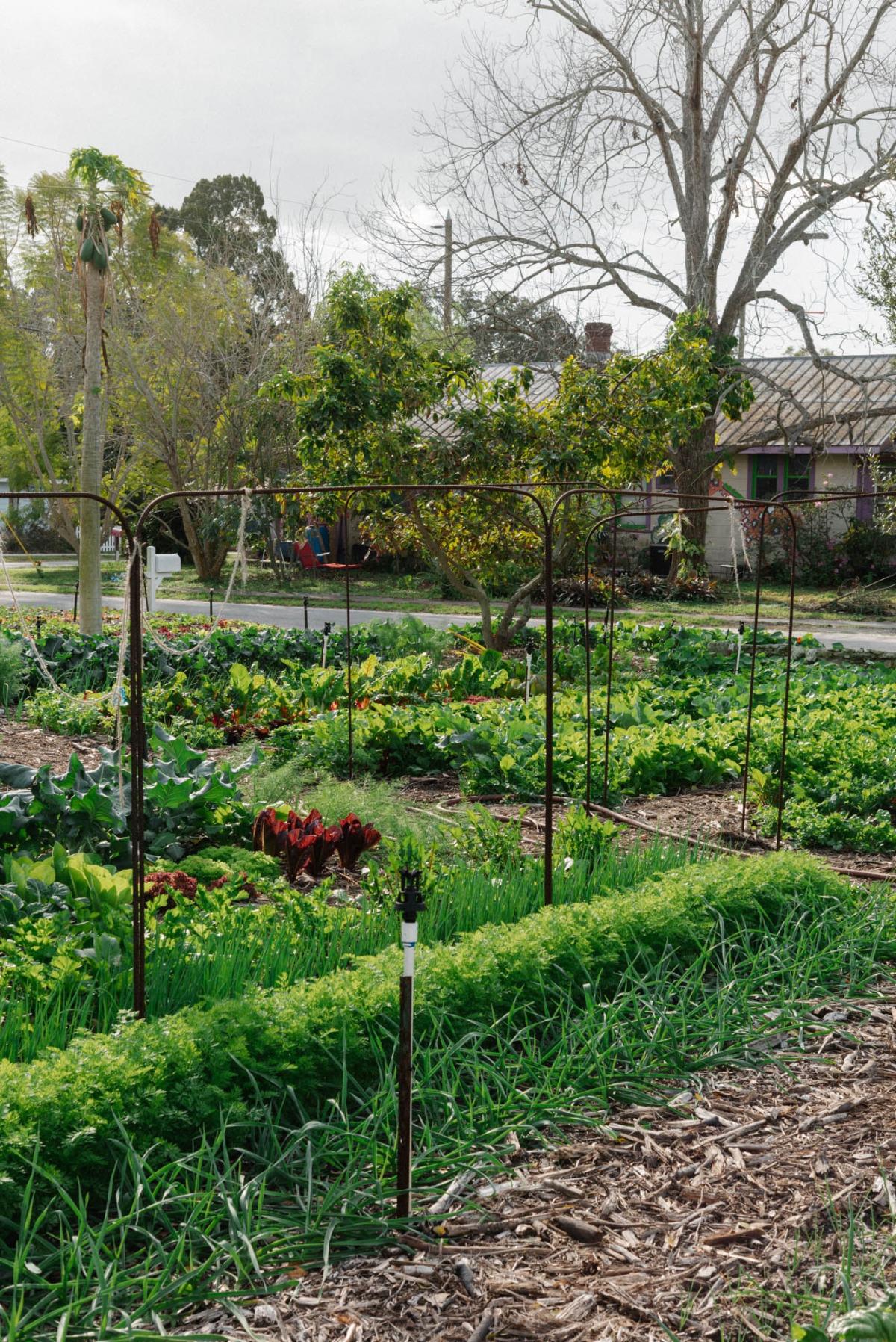 Theo's Harvest - farm